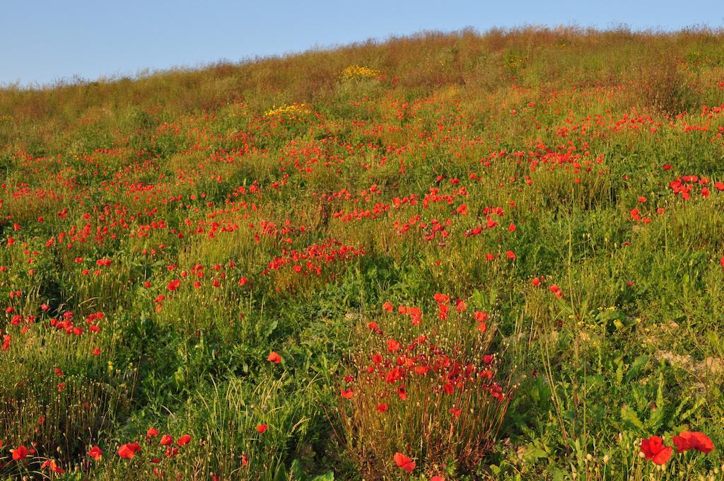 Agriturismo Il Torrione Villa เชร์ตาลโด ภายนอก รูปภาพ