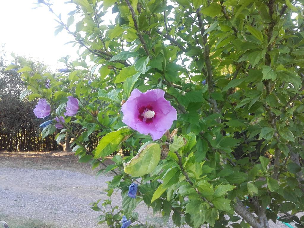Agriturismo Il Torrione เชร์ตาลโด ภายนอก รูปภาพ